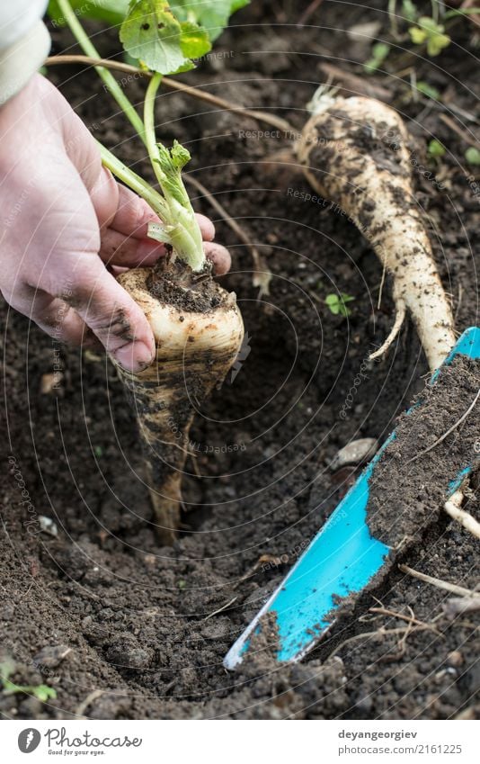 Pastinaken im Garten hautnah. Gemüse Vegetarische Ernährung Sommer Gartenarbeit Hand Natur Pflanze Erde Blatt Holz frisch natürlich Pastinakwurzeln Wurzel