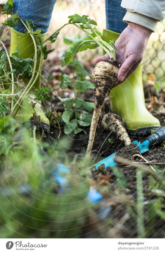 Pastinaken im Garten hautnah. Gemüse Vegetarische Ernährung Sommer Gartenarbeit Hand Natur Pflanze Erde Blatt Holz frisch natürlich Pastinakwurzeln Wurzel