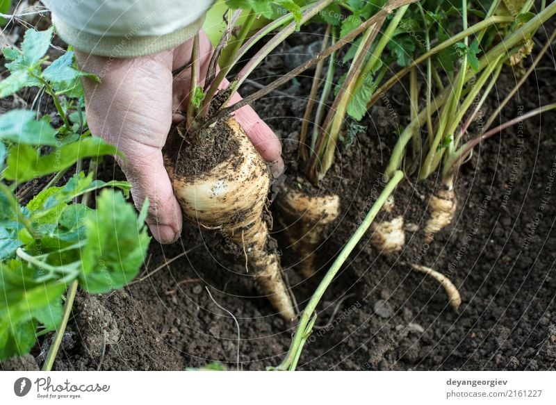 Pastinaken im Garten hautnah Gemüse Vegetarische Ernährung Sommer Gartenarbeit Hand Natur Pflanze Erde Blatt Holz frisch natürlich Pastinakwurzeln Wurzel