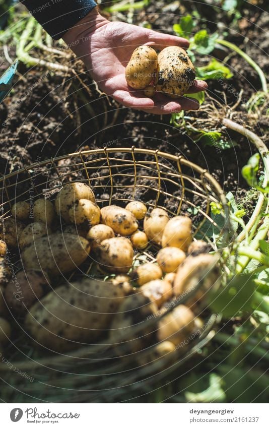 Frauenerntekartoffeln vom Garten in einem Korb Gemüse Sommer Gartenarbeit Hand Kultur Natur Pflanze Erde dreckig frisch natürlich Kartoffeln Lebensmittel