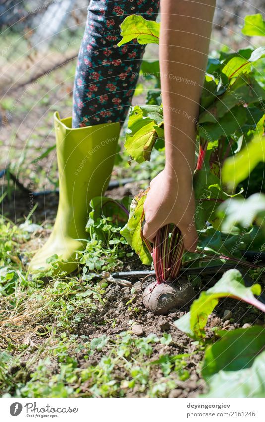 Frauenernte-rote Rübe im Garten. Gemüse Vegetarische Ernährung Sommer Gartenarbeit Natur Pflanze Blatt Holz frisch natürlich grün Rote Beete Lebensmittel