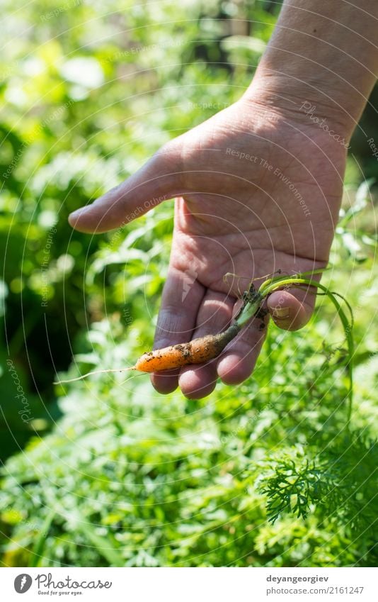 Frauenerntekarotten im Garten Gemüse Vegetarische Ernährung Gartenarbeit Erwachsene Hand Pflanze Erde Wachstum frisch grün Möhre organisch Ernte Lebensmittel