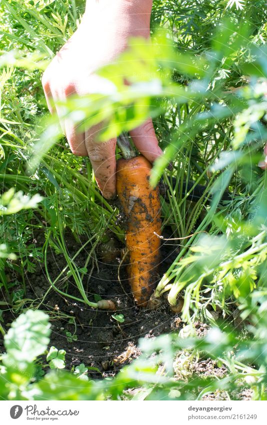 Frauenerntekarotten im Garten Gemüse Vegetarische Ernährung Gartenarbeit Erwachsene Hand Pflanze Erde Wachstum frisch grün Möhre organisch Ernte Lebensmittel