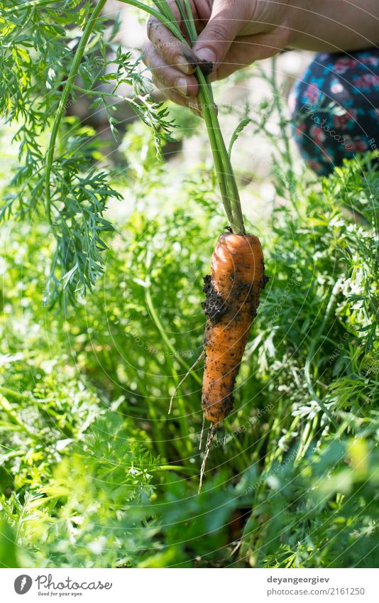 Frauenerntekarotten im Garten Gemüse Vegetarische Ernährung Gartenarbeit Erwachsene Hand Pflanze Erde Wachstum frisch grün Möhre organisch Ernte Lebensmittel