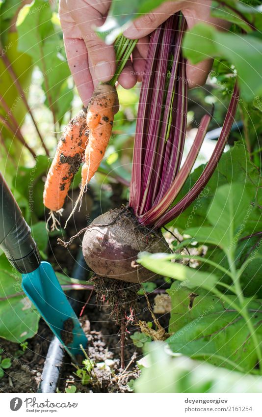 Frauenerntekarotten und -rote-bete im Garten Gemüse Vegetarische Ernährung Diät Gartenarbeit Erwachsene Natur Blatt Holz frisch grün Rote Beete Möhre organisch