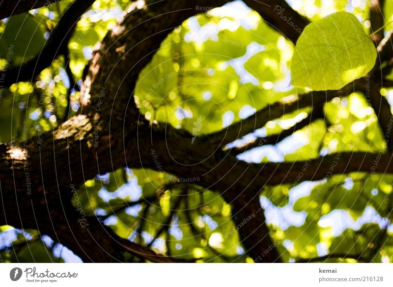 Das letzte Blatt Umwelt Natur Pflanze Himmel Sommer Klima Schönes Wetter Baum Grünpflanze Wildpflanze Ast Zweig Blätterdach Baumstamm Baumrinde Blühend hängen