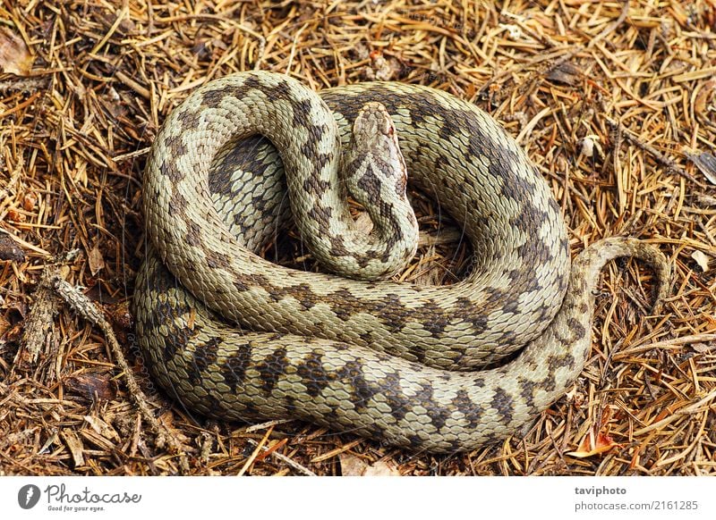 schöne gekreuzte europäische Gemeiner Adder Frau Erwachsene Natur Tier Wildtier Schlange wild braun grau Angst gefährlich Natter Vipera Ottern giftig Gift