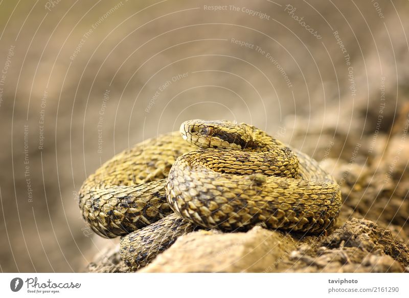 schöne Wiesenviper, die in der natürlichen Umgebung sich aalt Umwelt Natur Tier Schlange wild braun Angst gefährlich Natter Reptil giftig Europäer Ottern Vipera