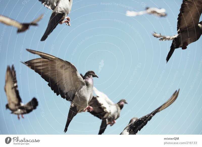 Away. ästhetisch Vogel Vogelschwarm Vogeljagd Taube fliegen Luft viele Schwarm Freiheit Feder Himmel taubenblau Flügel leicht Gurren Farbfoto Gedeckte Farben