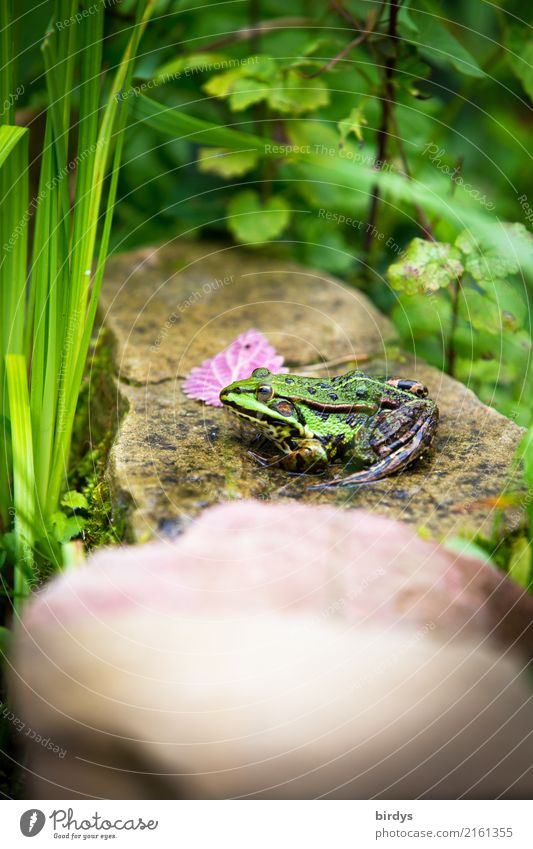 Teichfrosch Natur Pflanze Tier Sommer Blatt Grünpflanze Wildpflanze Wasserpflanze Moor Sumpf Frosch 1 Stein beobachten warten ästhetisch authentisch frei