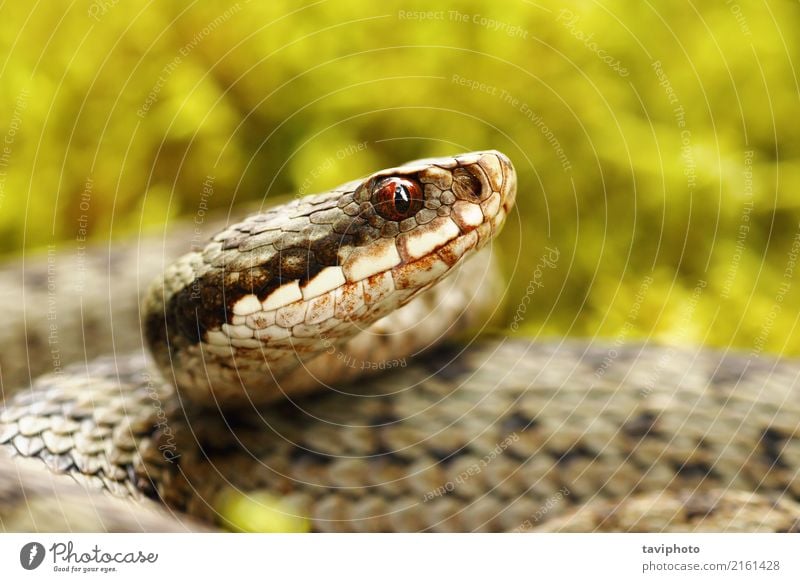 schönes Porträt der allgemeinen europäischen Viper Natur Tier Moos Wald Schlange natürlich wild braun grau grün Angst gefährlich Ottern Natter Vipera berus Kopf