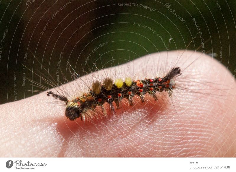 Schlehen-Bürstenspinner Natur Tier Schmetterling bizarr Umweltschutz Biotop Flora und Fauna Insekt Kleiner Bürstenspinner Motte Orgyia antiqua Raupe