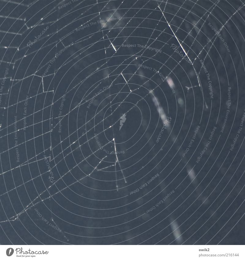 Netzwerk leuchten dünn eckig einfach elegant nah natürlich blau weiß Leichtigkeit Zusammenhalt glänzend Spinnennetz Fäden parallel leicht Farbfoto