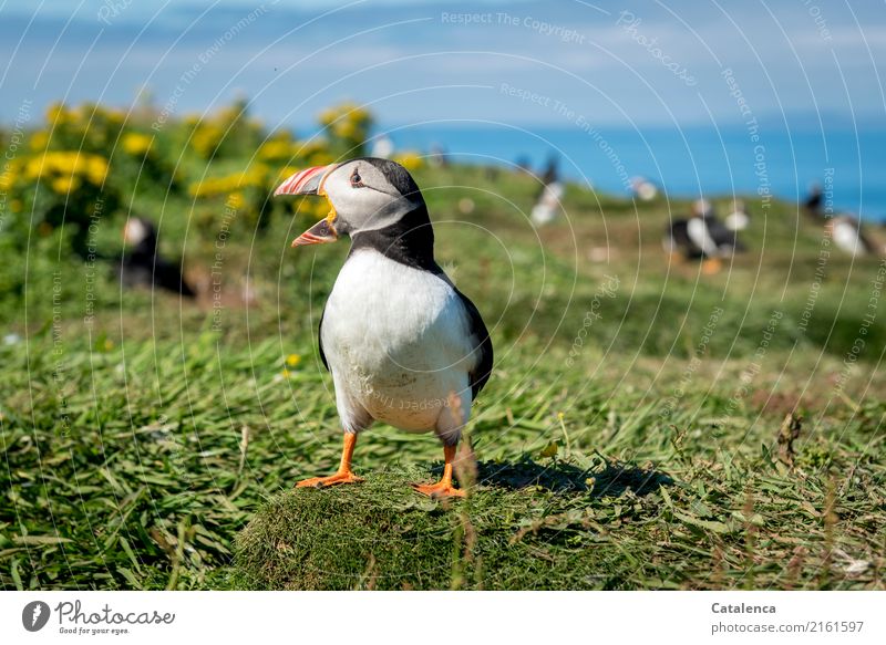 Ein rufender Papageientaucher Natur Himmel Sommer Schönes Wetter Blume Gras Ginster Wiese Küste Meer Atlantik Klippe Papageitaucher 1 Tier Tiergruppe