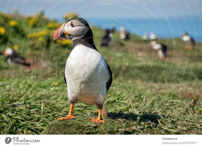 Puffin, Papageientaucher Natur Wasser Himmel Horizont Sommer Schönes Wetter Blume Gras Geiskraut Wiese Felsen Küste Meer Atlantik Klippe Insel Vogel