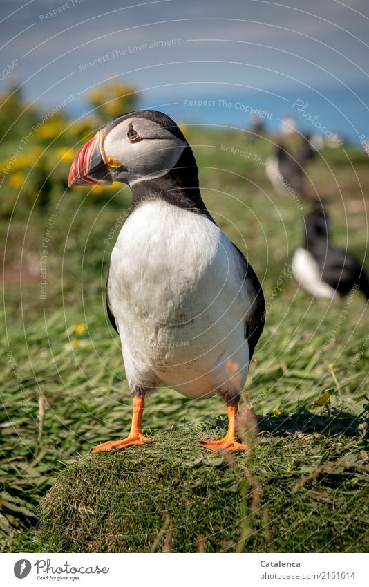 Gut im Auge behält der Papageientaucher die Kamera des Fotografen Natur Wasser Himmel Sommer Schönes Wetter Gras Sträucher Blüte Küste Meer Atlantik Insel Vogel