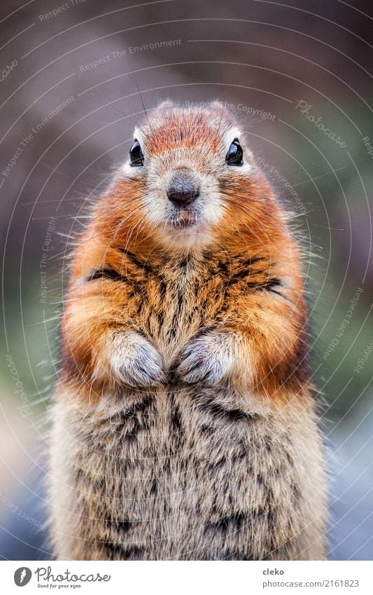 Grauhörnchen Tier Wildtier Fell Pfote 1 beobachten Blick Freundlichkeit lustig natürlich Neugier wild braun gelb grün orange Sympathie achtsam Wachsamkeit ruhig