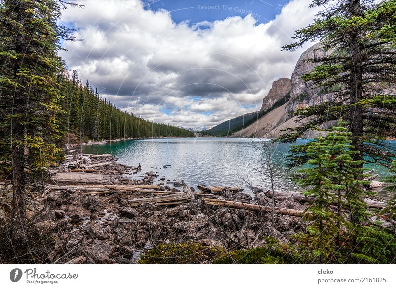 Moraine Lake Natur Landschaft Tier Luft Wasser Himmel Wolken Sommer Wetter Schönes Wetter Pflanze Baum Grünpflanze Wildpflanze Wellen Seeufer Bucht ästhetisch