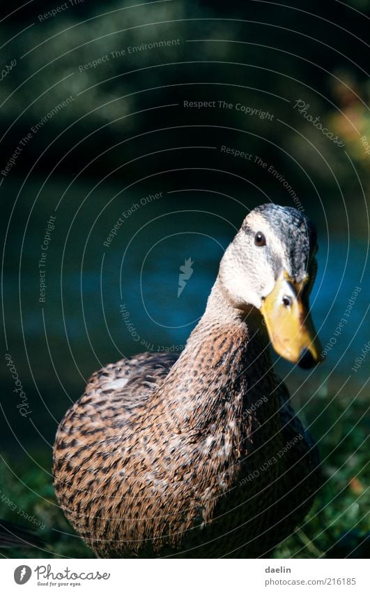 Stockente Tier Vogel Tiergesicht 1 Neugier gelb Ente Entenvögel Gans Wasser Gras Feder Flügel Schnabel frech Farbfoto Nahaufnahme Starke Tiefenschärfe