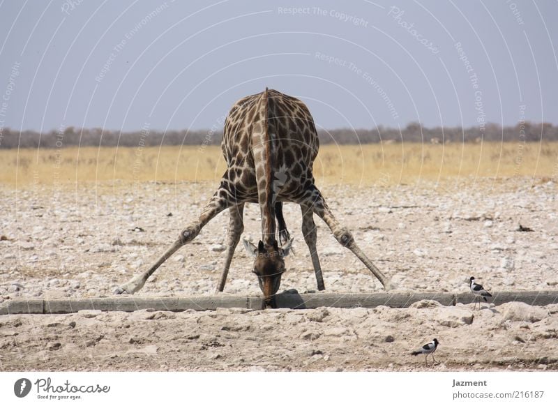 Durst Tier 1 Wasser trinken Zufriedenheit mehrfarbig Außenaufnahme Tag Schwache Tiefenschärfe Totale Tierporträt Ganzkörperaufnahme Blick nach unten Giraffe