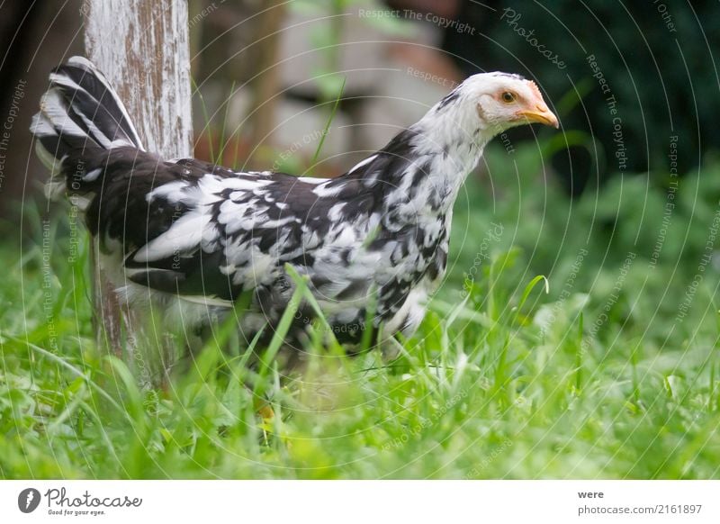 Junghenne on Tour Landwirtschaft Forstwirtschaft Natur Tier Haustier Nutztier Vogel Flügel 1 frei Neugier Bauernhof Ei Flora und Fauna Freilaufendes Huhn