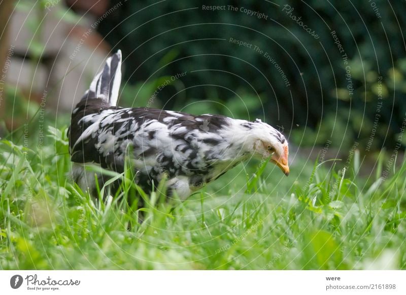 Junghenne auf Jagd Landwirtschaft Forstwirtschaft Natur Tier Vogel frei Neugier Bauernhof Ei Flora und Fauna Freilaufendes Huhn Geflügel Geografie Hahn Haushuhn