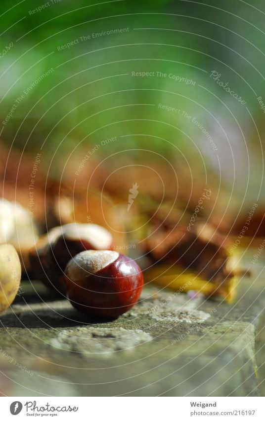 Hummelrund braun grün Kastanie Herbst herbstlich Blatt Stein Lust Natur Farbfoto Außenaufnahme Schwache Tiefenschärfe Kastanienblatt Beton Menschenleer