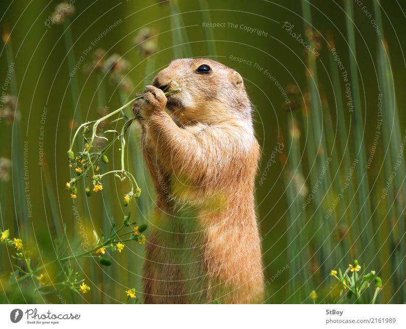 Präriehund auf Futtersuche Natur Tier Wildtier Zoo 1 Essen niedlich grün Appetit & Hunger Kräuter & Gewürze Geruch Farbfoto Außenaufnahme Nahaufnahme