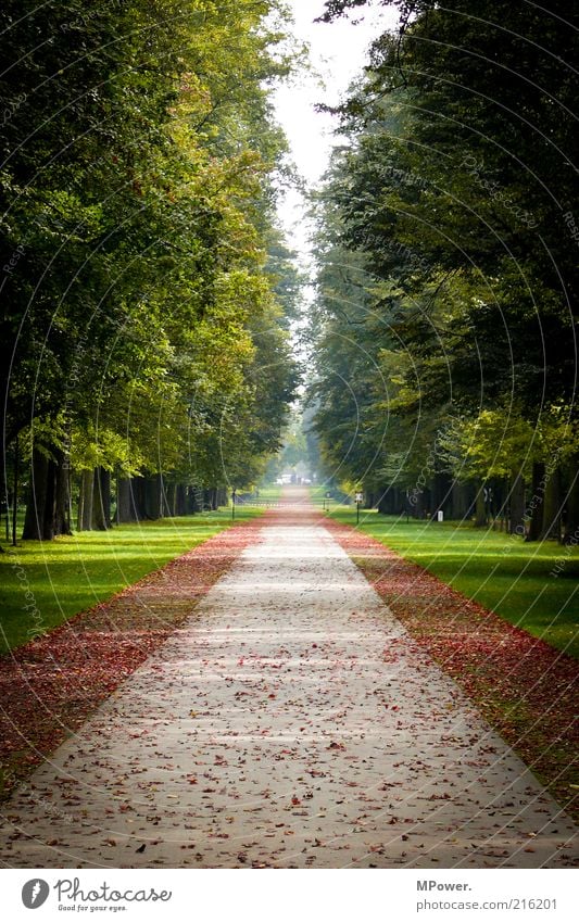 Herbst Ausflug Gras Park Wiese gelb grün Allee Baum Blatt Aussicht tief Symmetrie Farbfoto Außenaufnahme Menschenleer Tag Schatten Kontrast Starke Tiefenschärfe