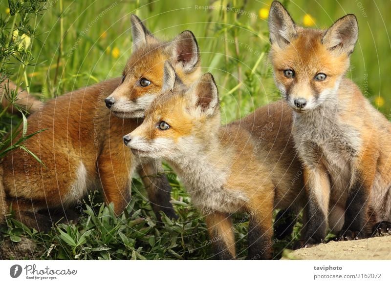 Red Fox Brüder in der Nähe der Höhle schön Gesicht Baby Familie & Verwandtschaft Umwelt Natur Tier Gras Hund Tierjunges Zusammensein klein natürlich niedlich