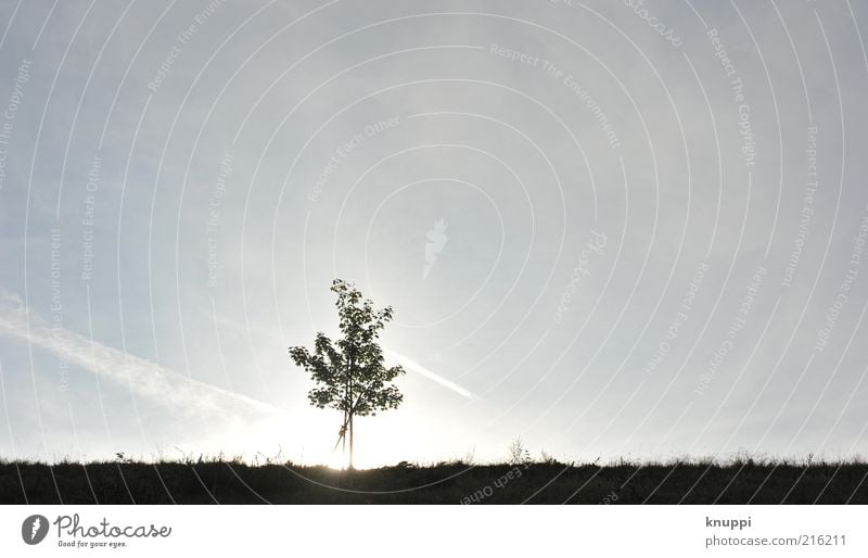 _I__ harmonisch Erholung ruhig Umwelt Natur Landschaft Himmel Wolkenloser Himmel Horizont Sonne Sonnenaufgang Sonnenuntergang Sonnenlicht Schönes Wetter Baum