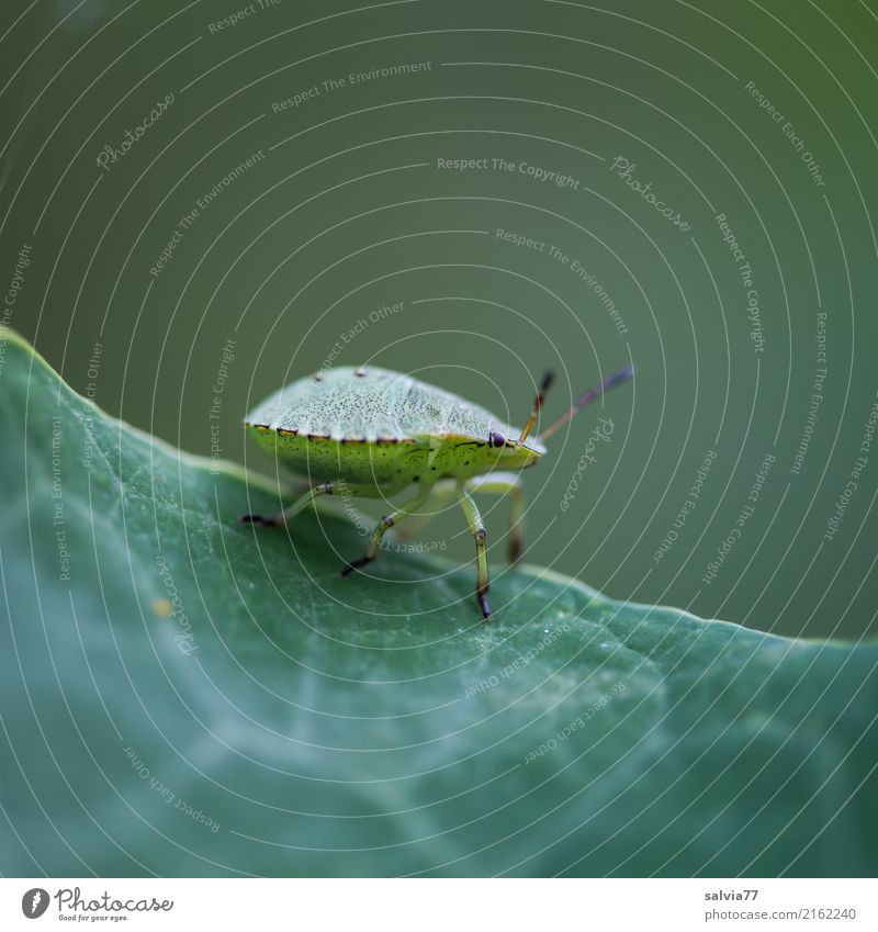 green alien Natur Pflanze Blatt Tier Tiergesicht Wanze Insekt 1 krabbeln grün Fühler Panzer Tarnung Ton-in-Ton stinkwanze Außerirdischer Makroaufnahme