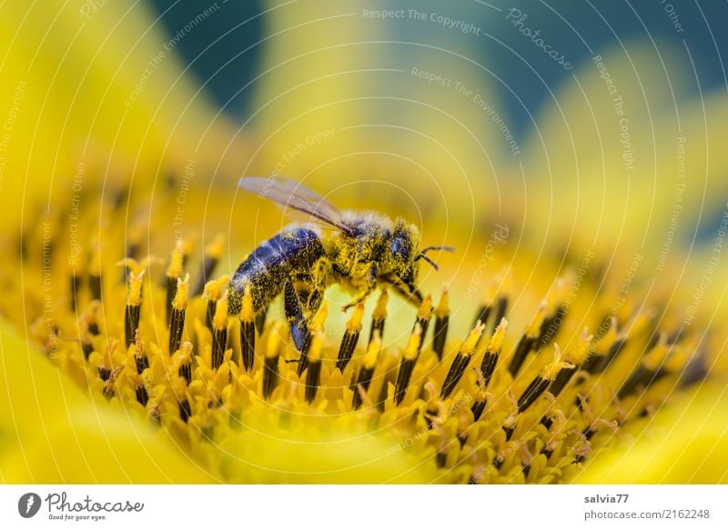 Pollenbad Natur Pflanze Tier Sommer Blume Blüte Nutzpflanze Sonnenblume Garten Nutztier Fliege Insekt Honigbiene 1 Blühend Duft krabbeln gelb Leben Sammlung