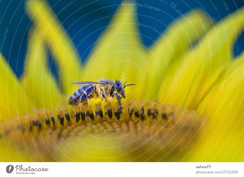 von der Dämmerung überrascht Natur Sommer Pflanze Blume Blüte Nutzpflanze Sonnenblume Garten Feld Tier Nutztier Biene Insekt Honigbiene 1 gelb Pollen Nektar