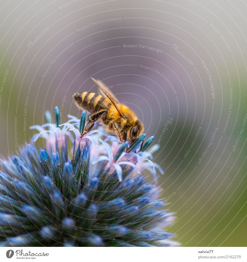 stachelig süß Natur Pflanze Tier Sommer Blume Blüte Kugeldistel Distelblüte Garten Park Nutztier Biene Honigbiene Insekt 1 klein Spitze braun grün Duft