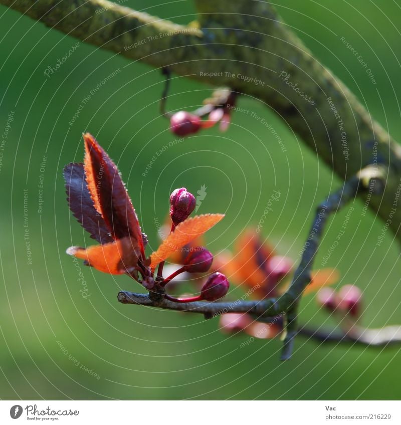 Feder Umwelt Natur Pflanze Sonne Sonnenlicht Frühling Schönes Wetter Baum Blume Blatt Blüte Wiese klein mehrfarbig grün violett Freude Fröhlichkeit