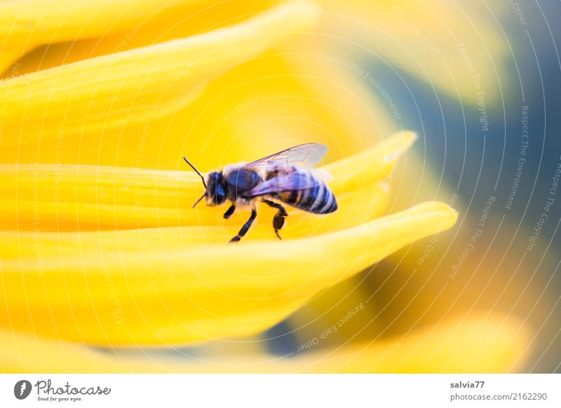 kleine Pause Natur Sommer Pflanze Blume Blüte Garten Tier Biene Flügel Insekt Honigbiene Nutztier 1 krabbeln Duft hell positiv Wärme gelb grau ruhig ästhetisch