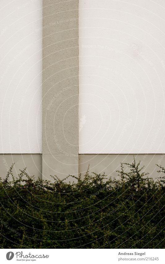 Weiß-graue Geschichten Pflanze Sträucher Grünpflanze Bauwerk Gebäude Architektur Mauer Wand Fassade Putz Beton Linie Streifen Strukturen & Formen Farbe einfach