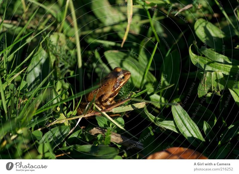 Olli Frosch Umwelt Natur Tier Gras Wiese 1 hocken natürlich braun grün Amphibie Freiheit frei Totale Farbfoto Außenaufnahme Menschenleer Tag Schatten Wegsehen