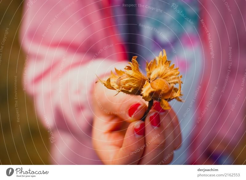 Findling. Eine Mädchen Hand mit roten Fingernägel zeigt eine Haselnuss. feminin Geschwister Schwester 1 Mensch 13-18 Jahre Jugendliche Herbst Schönes Wetter