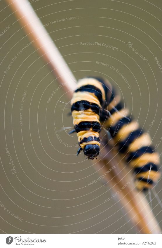 Freundin von Maja Natur Tier Halm Biene Tiergesicht Raupe hängen krabbeln ästhetisch lustig Janosch Klettern Neugier Streifen gelb drehen Richtungswechsel