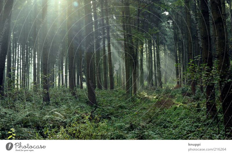 IIIII Ausflug Umwelt Natur Landschaft Pflanze Erde Luft Sonnenaufgang Sonnenuntergang Sonnenlicht Schönes Wetter Nebel Baum Blatt Wald alt Wachstum braun grün