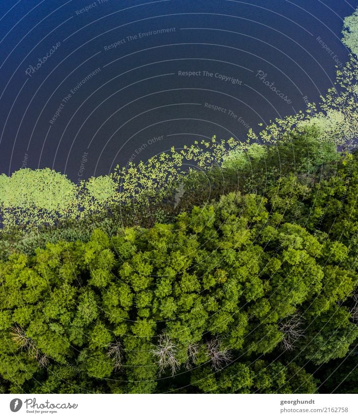 Wasserwald I Landwirtschaft Forstwirtschaft Umwelt Natur Landschaft Pflanze Sommer Baum Sträucher Wald Küste Seeufer Teich Menschenleer Schwimmen & Baden blau