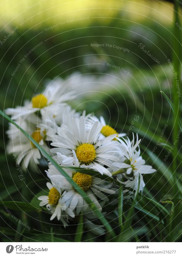 Blumenkranz Natur Pflanze Blüte ästhetisch frisch Gänseblümchen gelb weiß Gras grün Spielen Farbfoto Außenaufnahme Menschenleer Tag Wiese Sommer Frühling