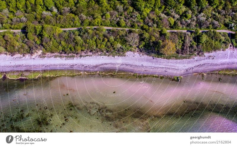 Strandstreifen ruhig Umwelt Natur Landschaft Tier Frühling Sommer Pflanze Baum Wald Küste Seeufer Flussufer Ostsee Meer Gefühle Stimmung Farbfoto Luftaufnahme