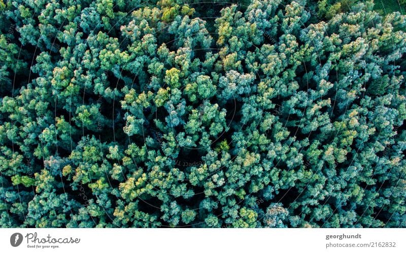 Krohnenblick Umwelt Natur Landschaft Tier Sommer Pflanze Baum Wald Urwald Abenteuer Baumkrohne Baumkrone Farbfoto Luftaufnahme Menschenleer Abend Dämmerung