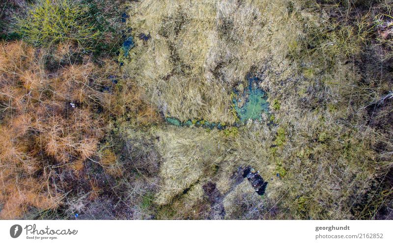 Die alte Bleiche sättigt harmonisch Winter wandern Umwelt Natur Landschaft Pflanze Erde Luft Wasser Frühling Baum Gras Sträucher Wiese Moor Sumpf dreckig