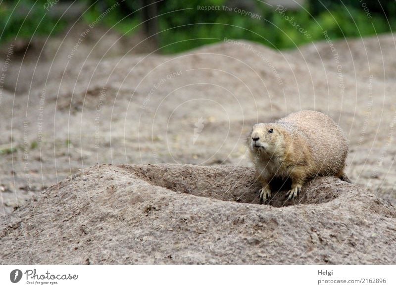 Freizeitspaß | ein Besuch im Zoo Sommer Tier Wildtier 1 Blick außergewöhnlich exotisch einzigartig klein Neugier niedlich braun grau grün Zufriedenheit