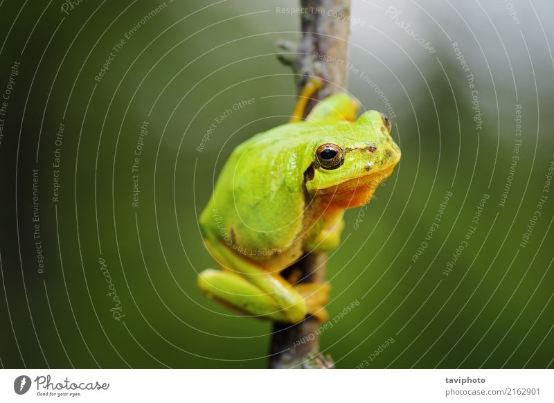 Netter Baumfrosch, der auf Zweig klettert schön Umwelt Natur Tier Wald klein natürlich Neugier niedlich wild grün Farbe Frosch Hyla Arborea Tierwelt Fauna