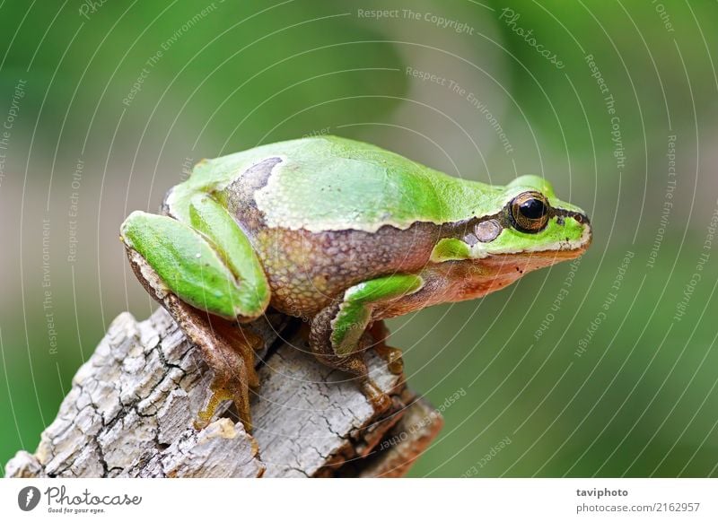 bunter Baumfrosch, der auf Stück Holz steht schön Garten Umwelt Natur Tier sitzen springen stehen klein natürlich niedlich schleimig grün Farbe Frosch Arborea